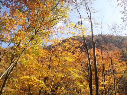 紅葉ハイキング♪ 西沢渓谷 紅葉ハイキング♪ 西沢渓谷
