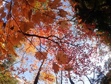 紅葉ハイキング♪ 西沢渓谷