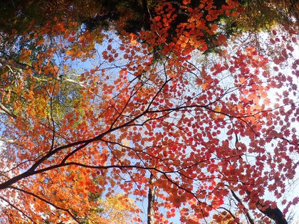 紅葉ハイキング♪ 西沢渓谷 紅葉ハイキング♪ 西沢渓谷