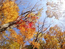 紅葉ハイキング♪ 西沢渓谷