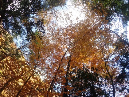 紅葉ハイキング♪ 西沢渓谷 紅葉ハイキング♪ 西沢渓谷