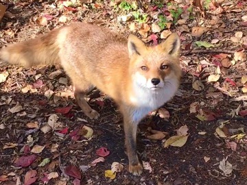 紅葉ハイキング♪ 西沢渓谷 紅葉ハイキング♪ 西沢渓谷