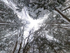 Winter Holiday