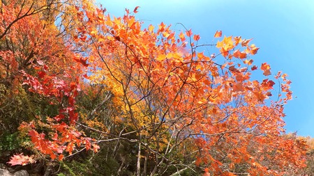 紅葉の中禅寺湖を水上散歩♪ 紅葉の中禅寺湖を水上散歩♪