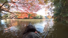 紅葉の亀山湖をカヤックツーリング