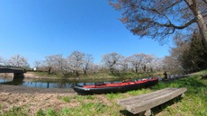 お花見カヤック♪