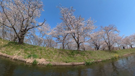 お花見カヤック♪ お花見カヤック♪