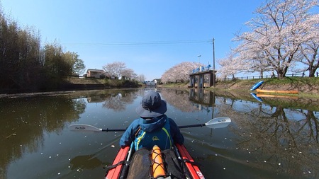 お花見カヤック♪ お花見カヤック♪