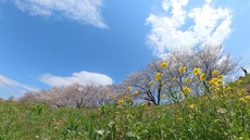 お花見カヤック♪