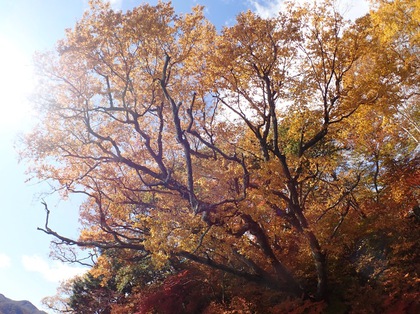 紅葉の中禅寺湖 ♪ 紅葉の中禅寺湖 ♪