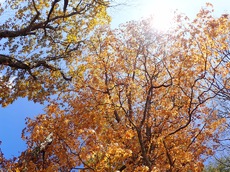 紅葉の中禅寺湖 ♪