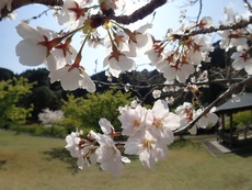 亀山湖でお花見ツーリング♪
