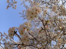 亀山湖でお花見ツーリング♪