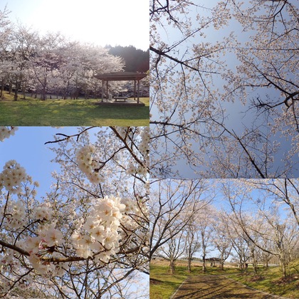 亀山湖でお花見ツーリング♪ 亀山湖でお花見ツーリング♪