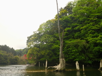 新緑の亀山湖 ♪