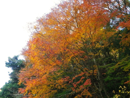 紅葉の亀山湖 ♪