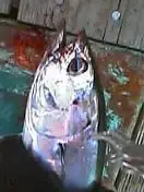 2005.9カツオ 2005.9カツオ