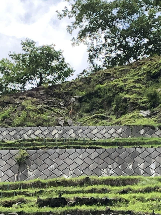 3年振りの中津川林道から平沢峠へ 3年振りの中津川林道から平沢峠へ