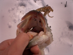 やっと釣れました(^^)/