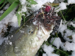 初冠雪の中...