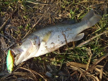 釣れ始めました(^^)/