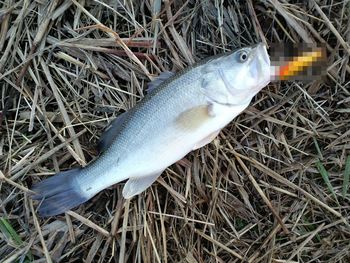 冬の魚