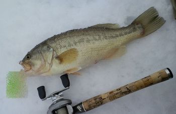 苦しいけど、まだ釣れます。。。