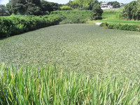 野池