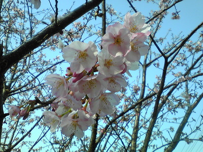 春ですよ~