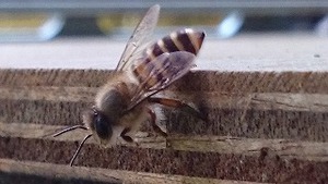 日本みつばちの巣箱にスズメバチが来た。