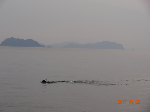驚異の遭遇 謎の生物 現れる!! 驚異の遭遇 謎の生物 現れる!!