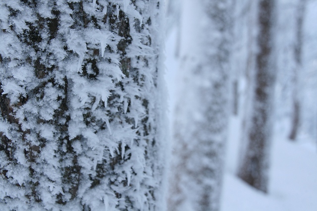 * 雪山登山 氷ノ山 はじめての三の丸コース * 登山口~三の丸編
