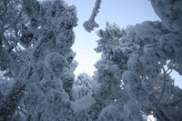 * 雪山登山 氷ノ山 はじめての三の丸コース * 登山口~三の丸編