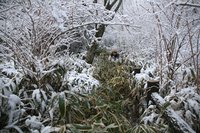 * 雪の六甲全山縦走 最終日 * 有馬~宝塚