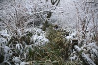 ＊　雪の六甲全山縦走　最終日　＊　有馬～宝塚