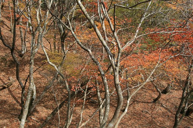 * 偵察登山 武奈ヶ岳 * 滋賀県 比良山系