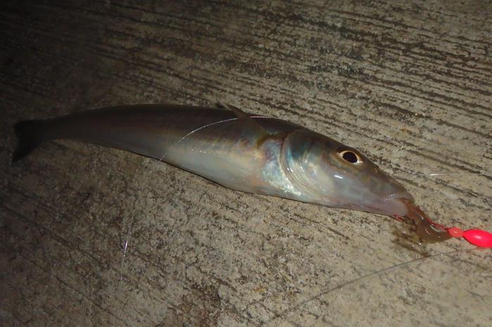 冬の釣り、いろいろ