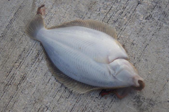 冬の釣り、いろいろ