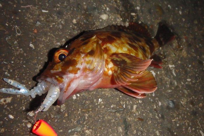 冬の釣り、いろいろ