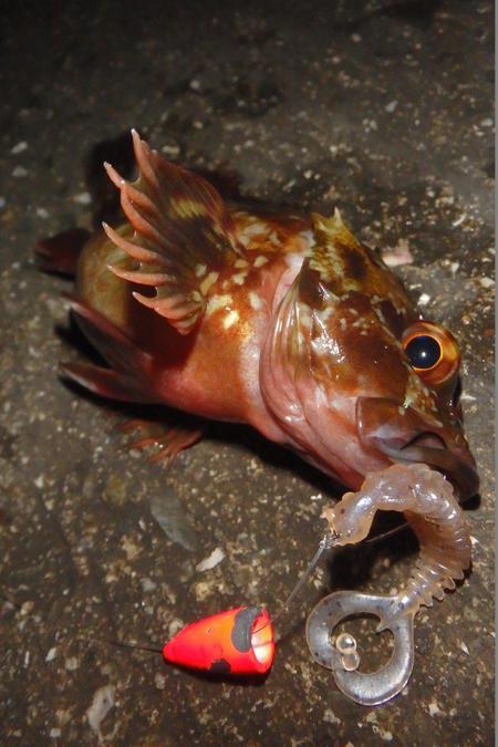 冬の釣り、いろいろ