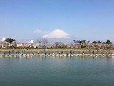 桜咲く東山湖