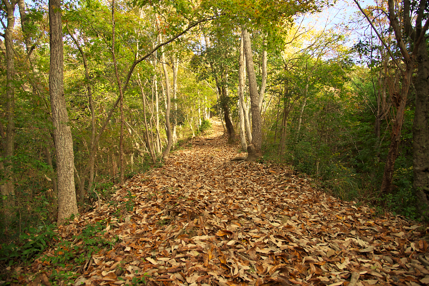 紅葉の明神山へ 紅葉の明神山へ