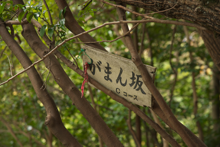 紅葉の明神山へ 紅葉の明神山へ