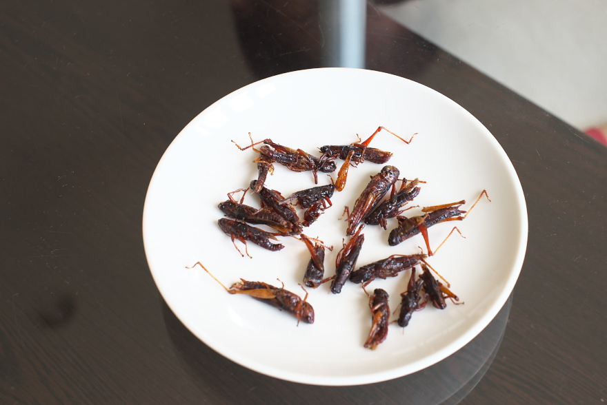 イナゴを食べてみる イナゴを食べてみる