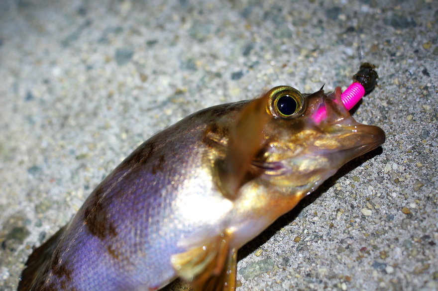 アジング撃沈・・・全然釣れません アジング撃沈・・・全然釣れません