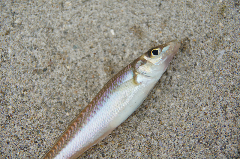 キス釣り キス釣り