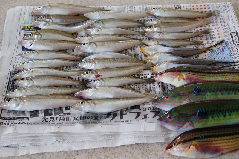 キス釣り キス釣り