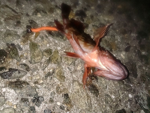 メバルおらんです(おるけど)