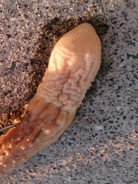タコ釣り タコ釣り