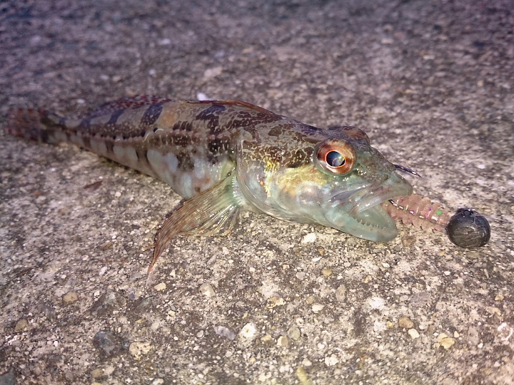 熱帯夜アジング 熱帯夜アジング